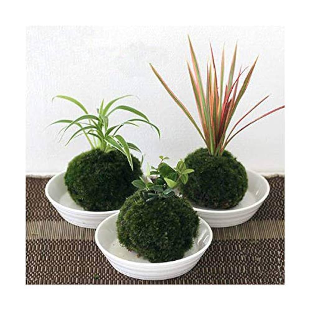 Amazon｜（盆栽）苔玉 おまかせ観葉（3個） 観葉植物 コケ玉